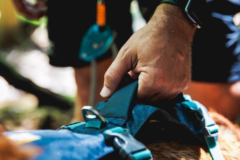 Легкая шлейка для собак Ruffwear Flagline&trade; L/XL 81-107 см Серый 30750 фото