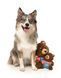 Мягкая игрушка для собак FuzzYard Медвежонок Пушик S 42237 фото 3