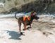 Шлейка для собак Ramble harness Non-stop dogwear Чорний/Помаранчевий S 40586 фото 2