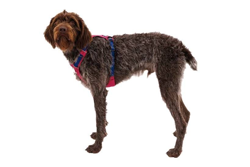 Полегшена шлейка для собак Ruffwear Hi & Light L/XL 81-107 см Малиновий 30811 фото