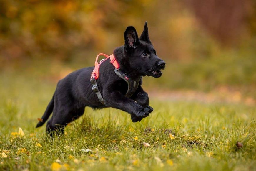 Шлея для собак Ramble harness Non-stop dogwear Черный/Оранжевый M 40587 фото