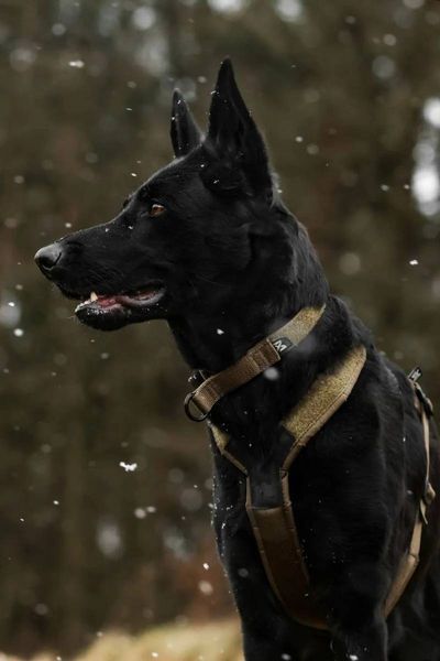 Ошейник для собак Solid adjustable collar WD Non-stop dogwear Оливковый 40452 фото