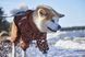 Дощовик комбінезон для собак Hurtta Mudventure Overall ECO 55M Помаранчевий 31430 фото 8
