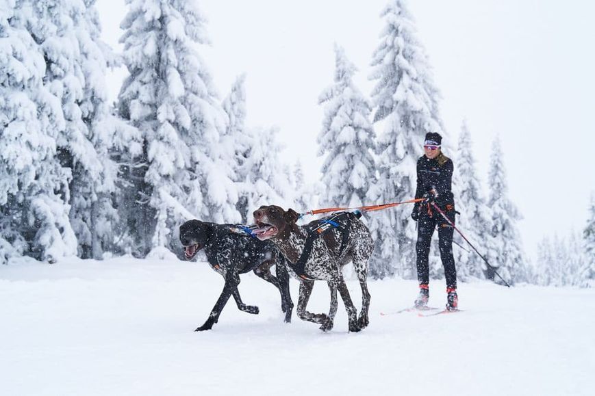 Повідець-спарка для собак Bungee leash double Non-stop dogwear Чорний/Помаранчевий 41427 фото