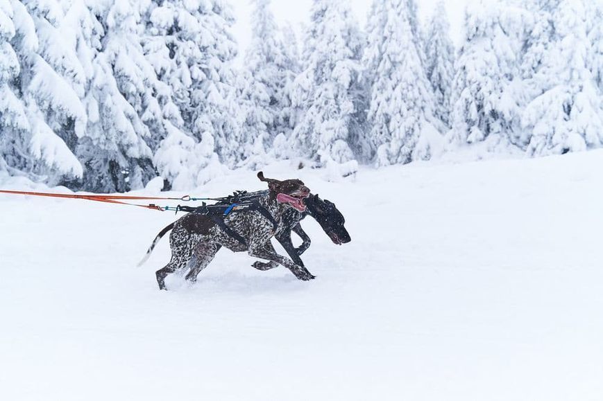 Повідець-спарка для собак Bungee leash double Non-stop dogwear Чорний/Помаранчевий 41427 фото