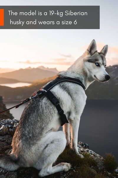 Шлея для собак Line harness 5.0 Non-stop dogwear Черный 0 40590 фото