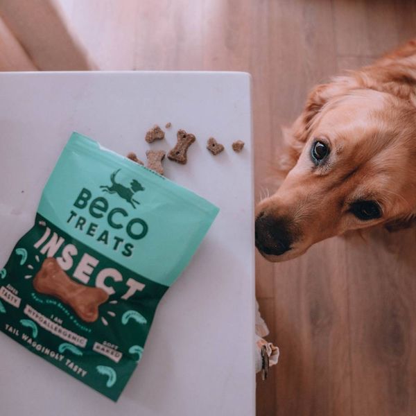 Гіпоалергенне печиво для собак Beco Pets Комаха з яблуком і насінням чіа 70 г 31371 фото
