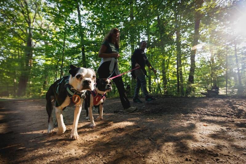 Полегшена шлейка для собак Ruffwear Hi & Light&trade; M 69-81 см Сірий 30816 фото