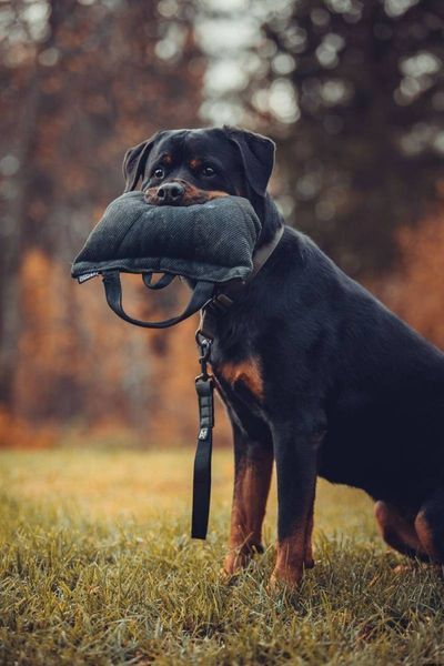 Повідець для собак Security leash Non-stop dogwear Чорний 41430 фото