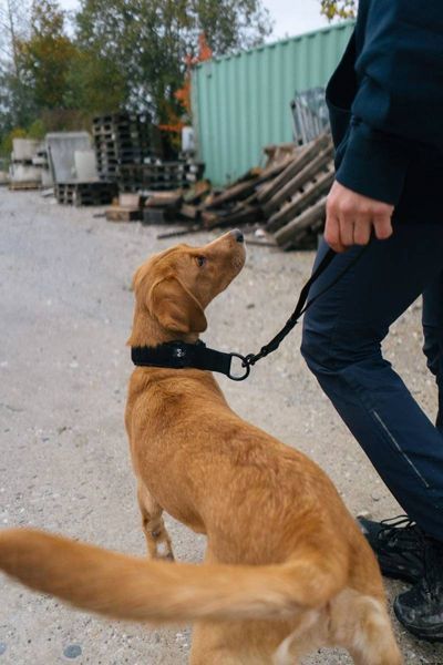 Повідець для собак Security leash Non-stop dogwear Чорний 41430 фото