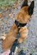 Повідець для собак Security leash Non-stop dogwear Чорний 41430 фото 3