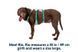 Легка шлейка для собак Ruffwear Flagline&trade; XS 43-56 см Зелений 30762 фото 3
