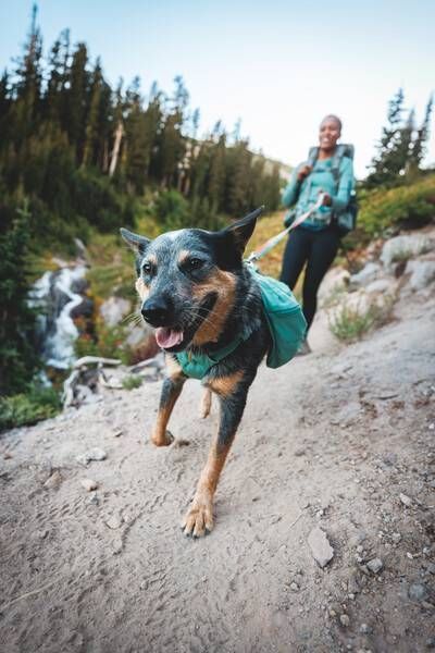 Шлейка-рюкзак для собаки Ruffwear Front Range&trade; L/XL Зеленый 30984 фото