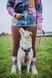 Поводок для собак Trail quest leash RP signature edition Non-stop dogwear Фиолетовый/Розовый 15 мм/2 м 41431 фото 5