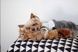 М'яка іграшка для собак бурундук ZippyPaws Jigglerz Chipmunk з пищалкою 28498 фото 3
