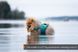 Рятувальний жилет для собак Protector life jacket Non-stop dogwear Бірюзовий 4 40507 фото 2
