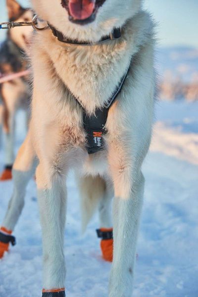 Шлея для собак Nansen nome harness 5.0 Non-stop dogwear Черный 7 40731 фото