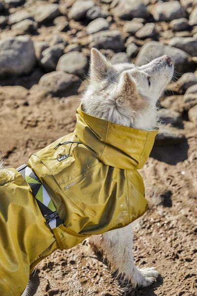 Рефлекторний дощовик для собак Hurtta Mudventure Reflective Coat 60 Жовтий 31409 фото