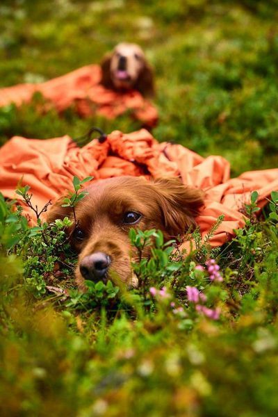 Спальный мешок для собак Bivvy bag Non-stop dogwear Оранжевый M 40553 фото