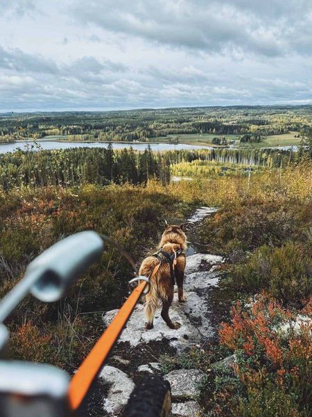 Антена для велосипеда Bike antenna Non-stop dogwear Сірий 40481 фото
