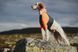 Футболка для собак Protector t-shirt Non-stop dogwear Чорний/Помаранчевий XL 41058 фото 3