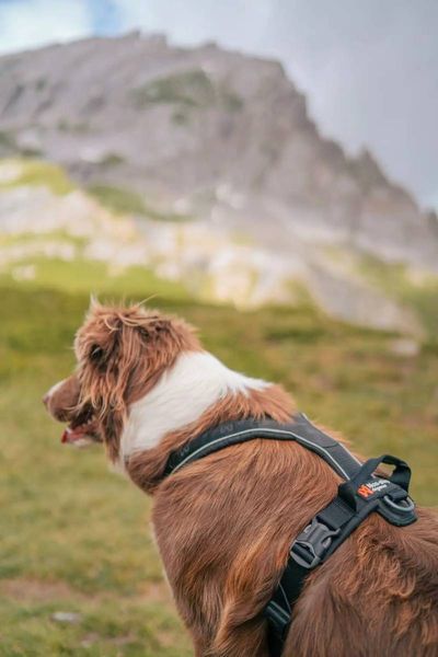 Шлейка для собак Line harness grip Non-stop dogwear Чорний 3 40708 фото