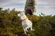 Ошейник для собак Safe Non-stop dogwear Оранжевый 35 40408 фото 5