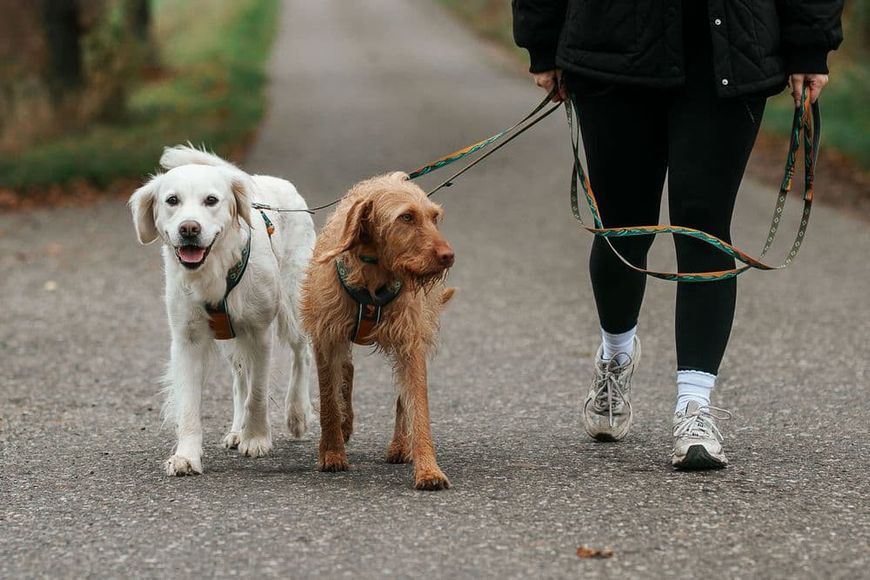 Поводок для собак Trail quest leash RP signature edition Non-stop dogwear Бирюзовый/Дубовый 15 мм/2 м 41432 фото