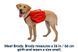 Шлейка-рюкзак для собак Ruffwear Palisades&trade; M Червоний 30986 фото 4