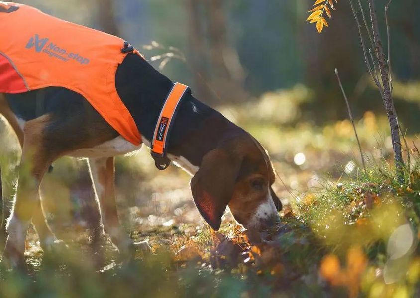 Ошейник для собак Protector Non-stop dogwear Оранжевый 36 40359 фото