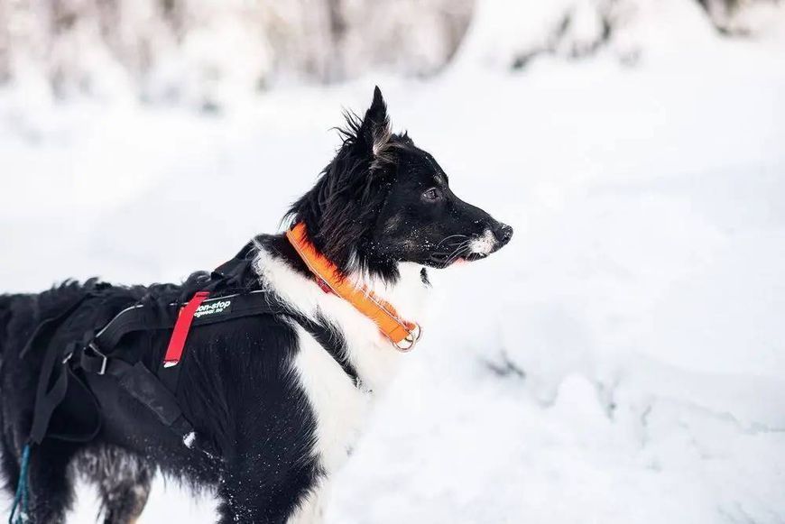 Ошейник для собак Safe Non-stop dogwear Оранжевый 40 40409 фото