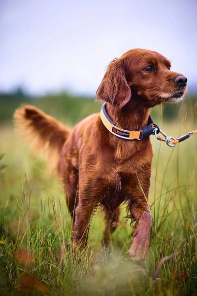 Нашийник для собак Protector Non-stop dogwear Помаранчевий 40 40360 фото