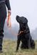 Повідець для собак Retriever leash Non-stop dogwear Помаранчевий 1,6 м/8 мм 41384 фото 4