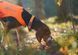 Нашийник для собак Protector Non-stop dogwear Помаранчевий 40 40360 фото 3