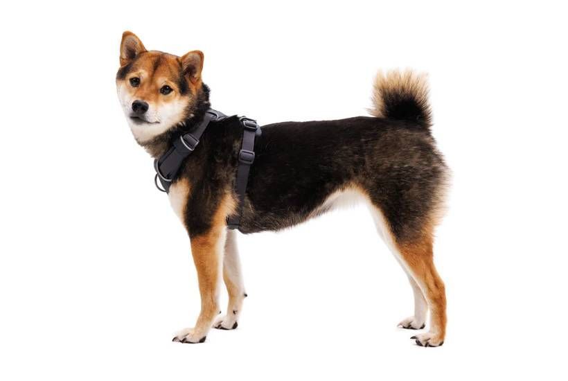 Повседневная шлейка для собак Ruffwear Front Range&reg; XXS 33-43 см Серый 30771 фото