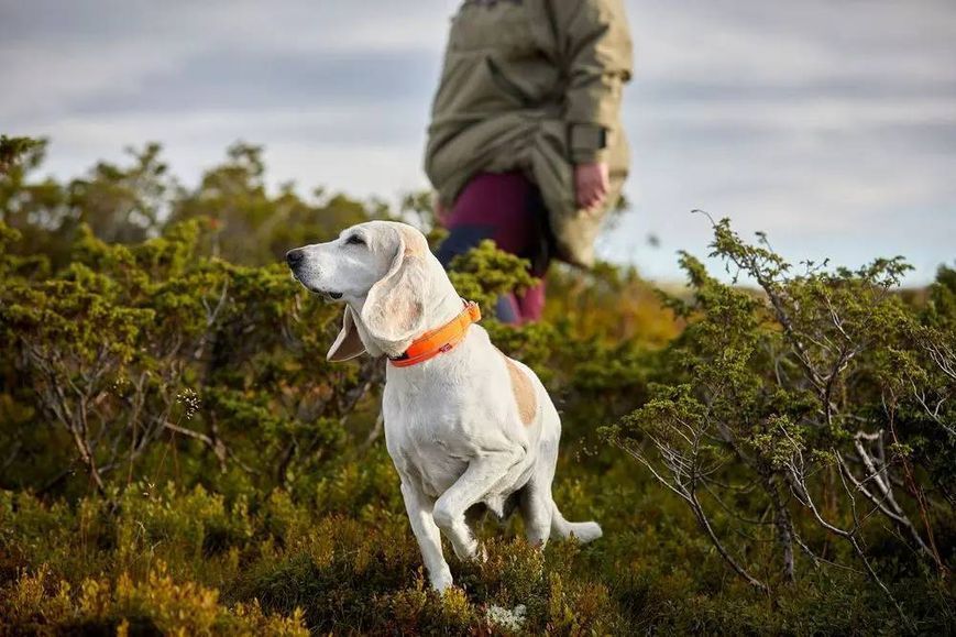 Ошейник для собак Safe Non-stop dogwear Оранжевый 45 40410 фото