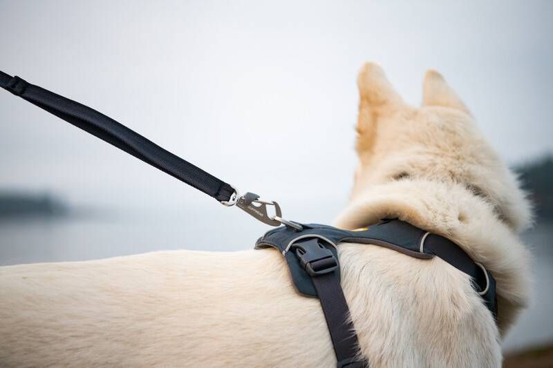 Повседневная шлейка для собак Ruffwear Front Range&reg; XS 43-56 см Серый 30772 фото