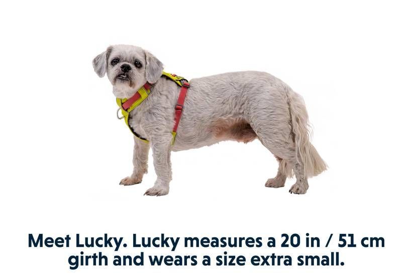 Полегшена шлейка для собак Ruffwear Hi & Light&trade; M 69-81 см Жовтий 30828 фото