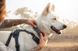 Повседневная шлейка для собак Ruffwear Front Range&reg; S 56-69 см Серый 30773 фото 9