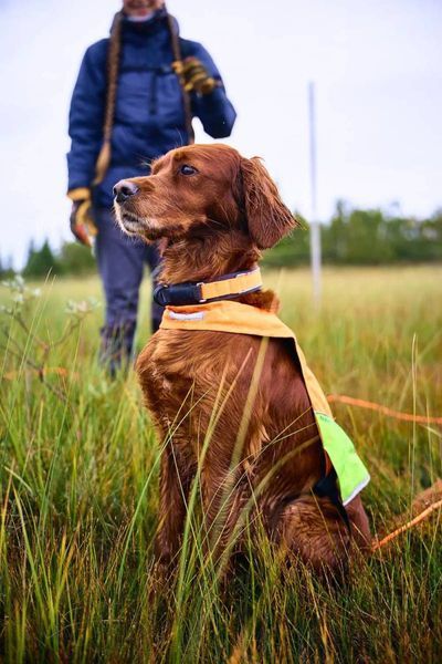 Нашийник для собак Protector Non-stop dogwear Помаранчевий 55 40363 фото