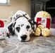 М'яка іграшка відро для попкорну ZippyPaws Zippy Burrow Popcorn Bucket з пискавкою 28479 фото 4