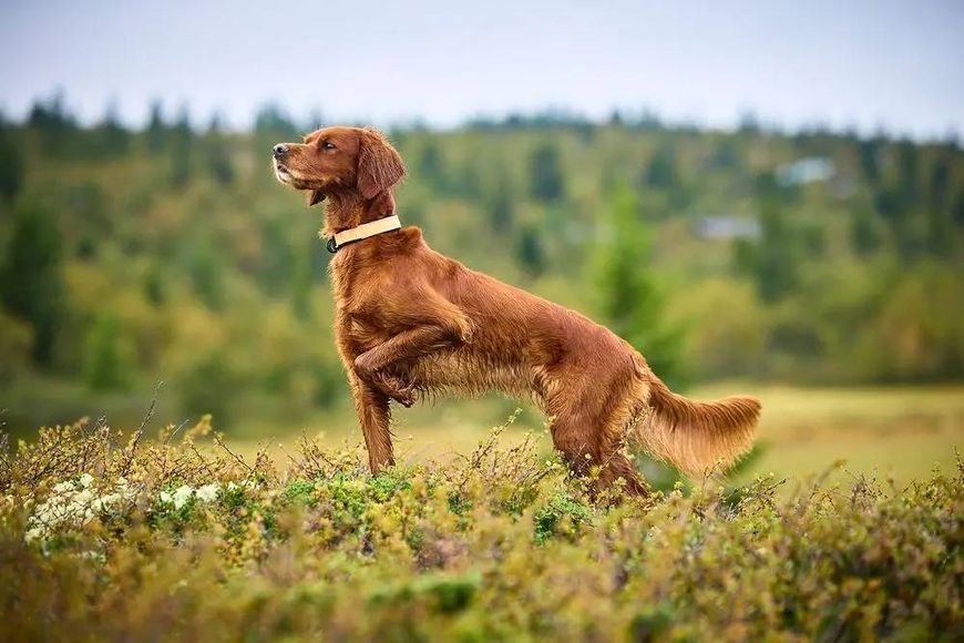 Нашийник для собак Protector Non-stop dogwear Помаранчевий 55 40363 фото