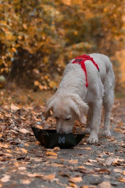 Складна миска для собак Trekking bowl Non-stop dogwear Чорний S 40514 фото