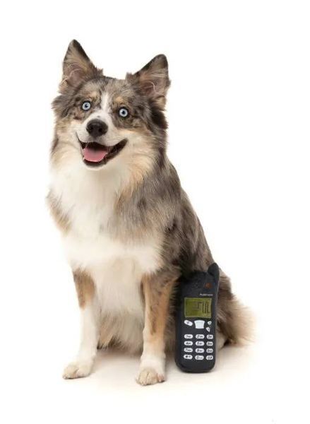 М'яка іграшка для собак FuzzYard Nokidog 31073 фото