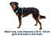 Полегшена шлейка для собак Ruffwear Hi & Light&trade; XXS 33-43 см Зелений 30831 фото 2