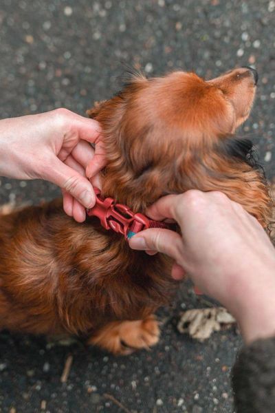 Ошейник для собак Trail quest collar Non-stop dogwear Бордовый с синим S 40465 фото