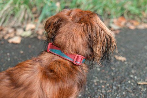 Нашийник для собак Trail quest collar Non-stop dogwear Бордовий із синім S 40465 фото