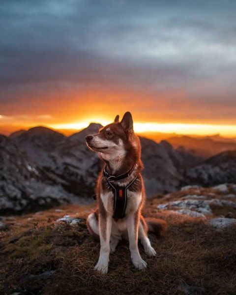 Ошейник для собак Polar Non-stop dogwear Черный S 40415 фото
