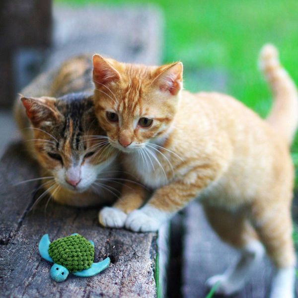 Игрушка для котов Kong Refillables Turtle 41563 фото
