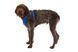 Повсякденна шлейка для собак Ruffwear Front Range XXS 33-43 см Синій 30776 фото 6
